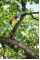 Вигнута пила Fiskars QuikFit
