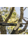 Большой контактный сучкорез Fiskars PowerGear (L) L77