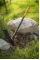 Кирка Fiskars IsoCore (L) 5 lb / 36"