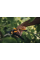 Плоскостной секатор Fiskars Plus P521