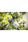 Площинний сучкоріз Fiskars PowerGearX M LX94