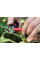 Ножницы для цветов и травы Fiskars Solid SP220
