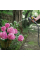 Шланг садовый Karcher Performance Premium 50 м 1/2"