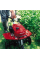 Мотокультиватор Honda F220K1 DET2